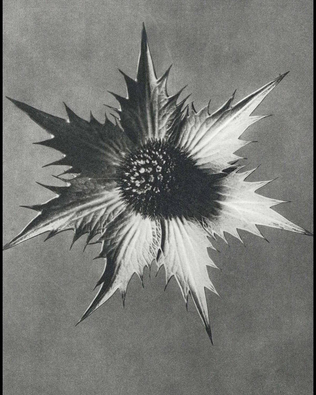 Karl Blossfeldt - Eryngium Giganteum