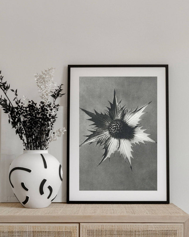 Karl Blossfeldt - Eryngium Giganteum