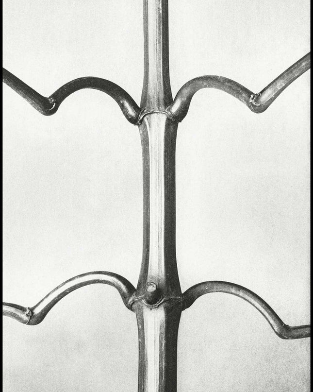 Karl Blossfeldt - Impatiens Glanduligera