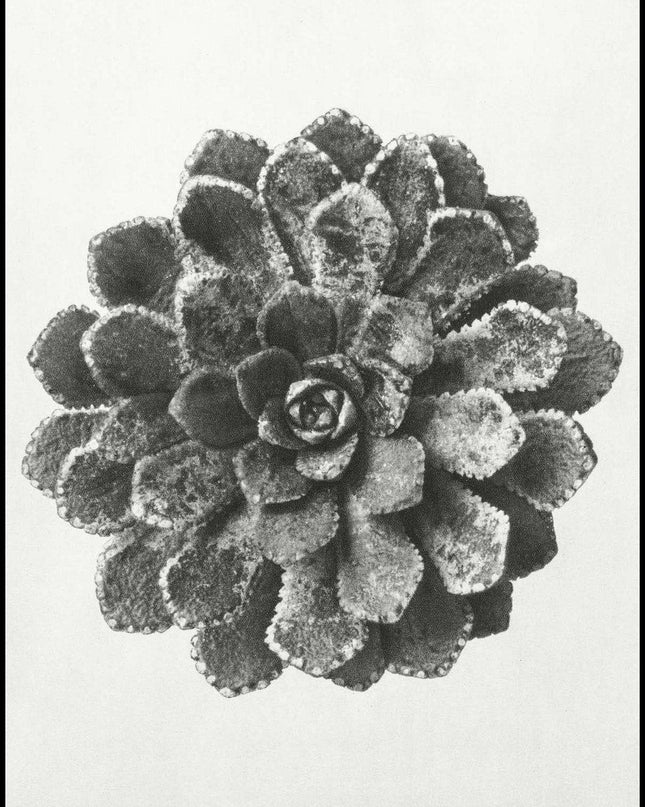 Karl Blossfeldt - Margined Pyramidal Saxifrage