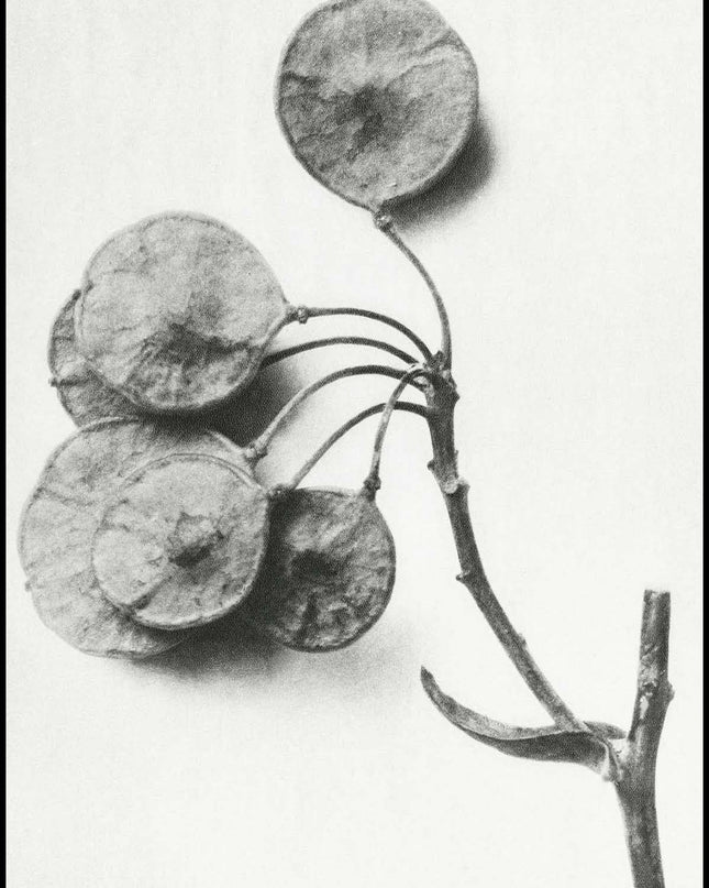 Karl Blossfeldt - Ptelea Trifoliata