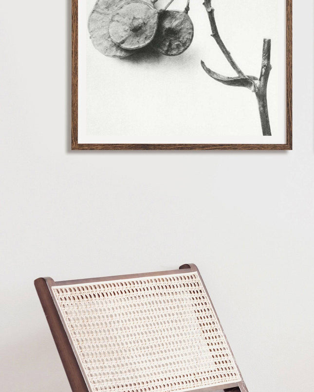 Karl Blossfeldt - Ptelea Trifoliata
