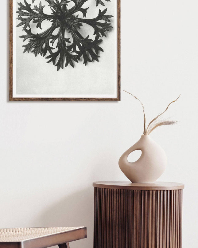 Karl Blossfeldt - Saxifraga Aizoon