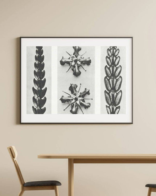 Karl Blossfeldt - Thujopsis Dolobrata