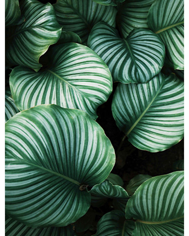 Large Green Leaves Poster