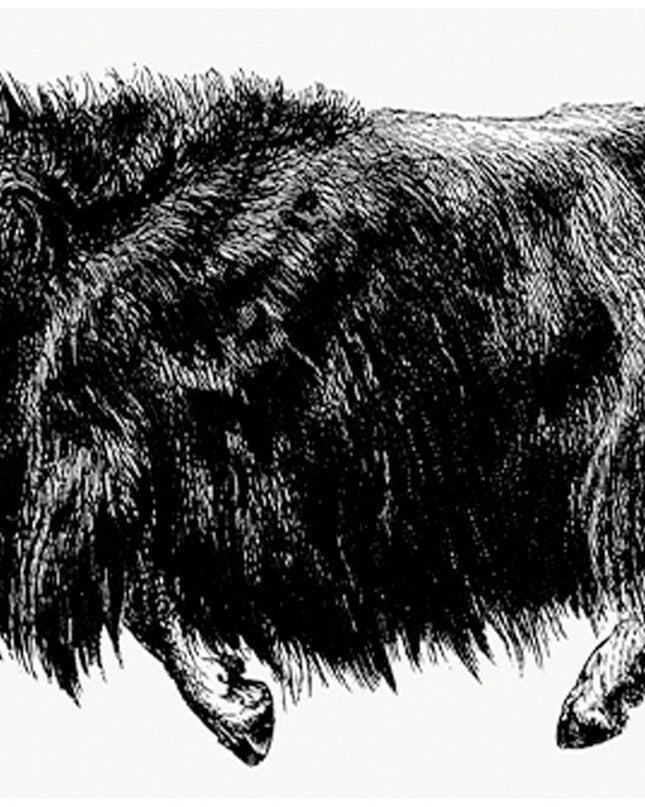 Line Art Bison Poster