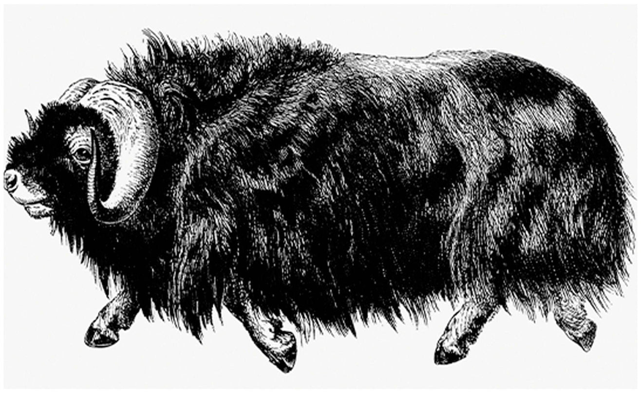 Line Art Bison Poster