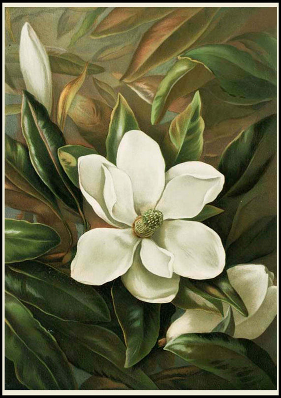 Louis Prang & Co - Magnolia Grandiflora