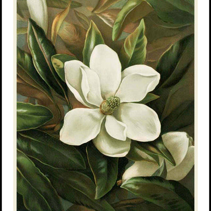 Louis Prang & Co - Magnolia Grandiflora Poster