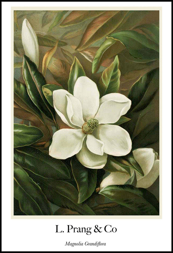 Louis Prang & Co - Magnolia Grandiflora Poster