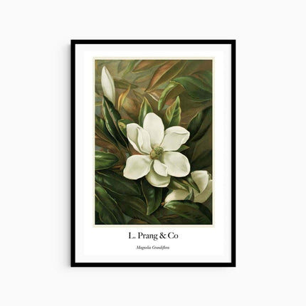 Louis Prang & Co - Magnolia Grandiflora Poster
