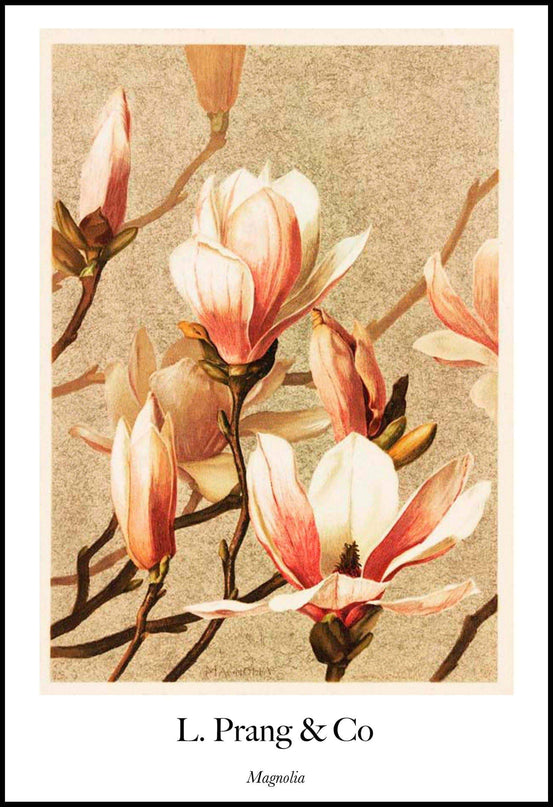 Louis Prang & Co - Magnolia Poster
