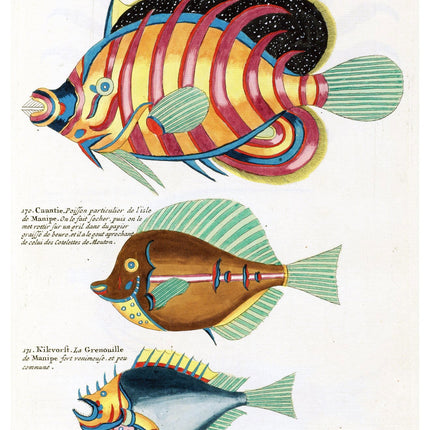 Louis Renard - Poissons Plate 82 Poster