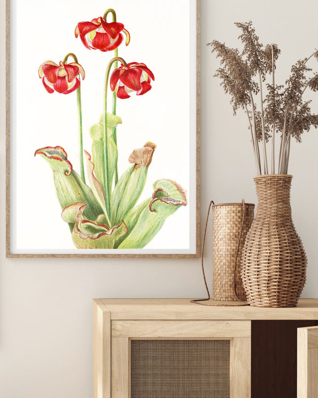 Mary Vaux Walcott - Pitcherplant