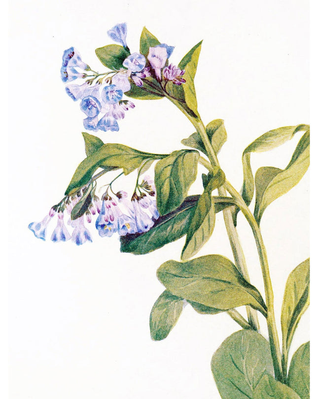 Mary Vaux Walcott - Virginia Bluebells