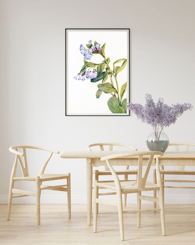Mary Vaux Walcott - Virginia Bluebells