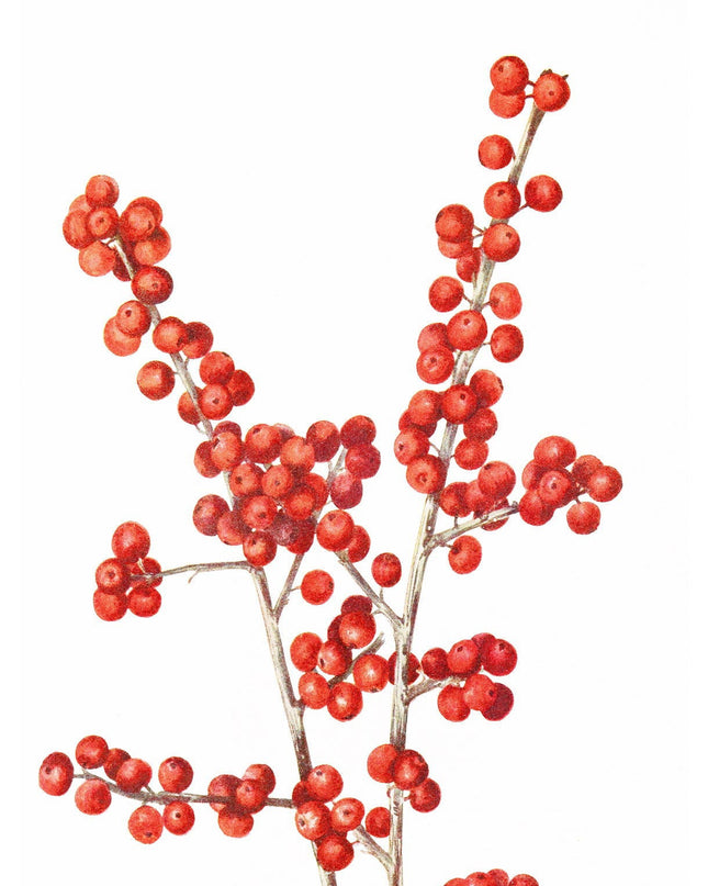 Mary Vaux Walcott - Winterberry