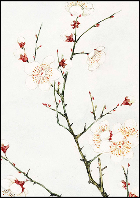 Megata Morikaga - Plum Branches with Blossoms
