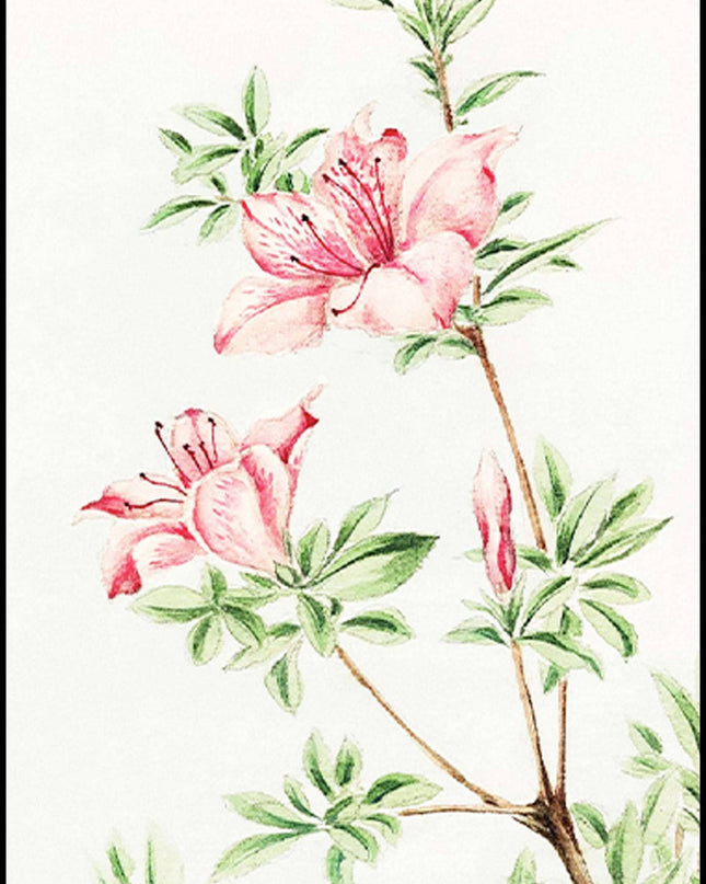 Megata Morikaga - Tsutsuji Rhododendron Judicum Azalea