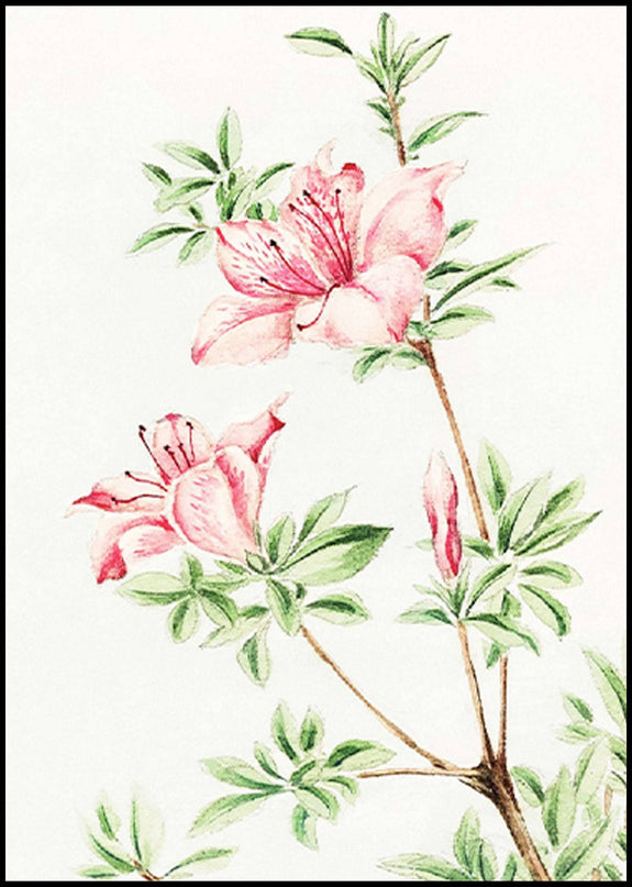 Megata Morikaga - Tsutsuji Rhododendron Judicum Azalea