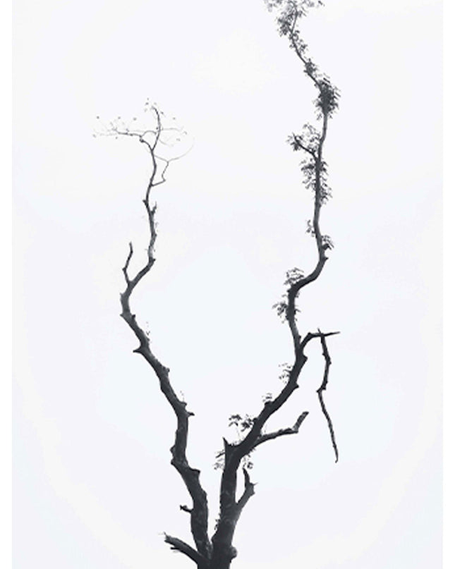 Minimal Tree Poster
