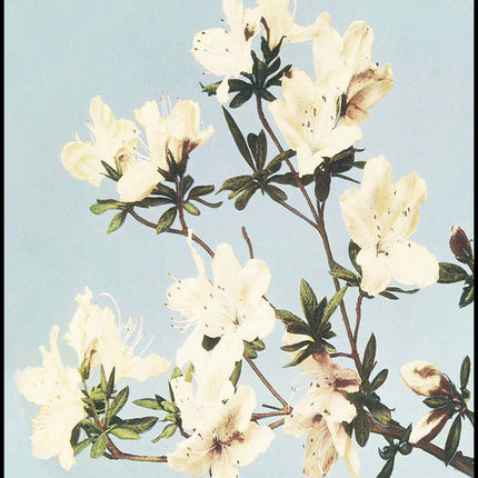 Ogawa Kazumasa - Azaleas