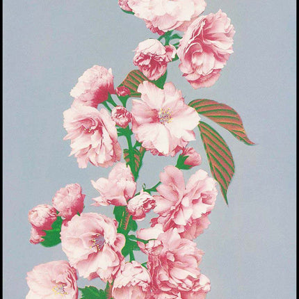 Ogawa Kazumasa - Cherry Blossom