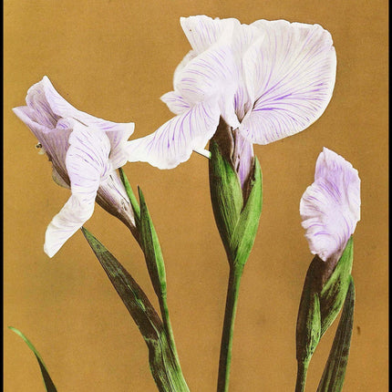 Ogawa Kazumasa - Iris Kæmpferi