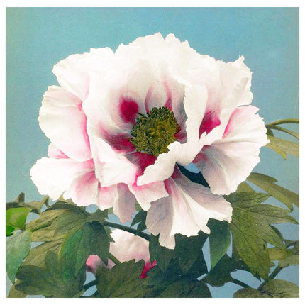 Ogawa Kazumasa - Tree Peony