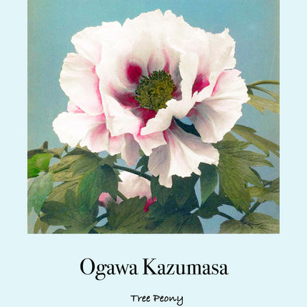 Ogawa Kazumasa - Tree Peony Poster
