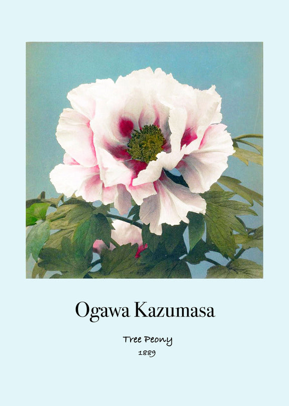 Ogawa Kazumasa - Tree Peony Poster