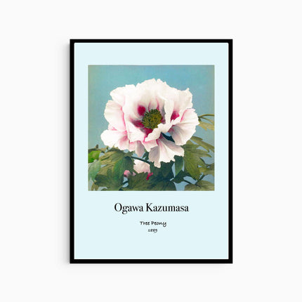 Ogawa Kazumasa - Tree Peony Poster