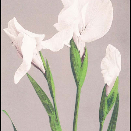 Ogawa Kazumasa - White Irises