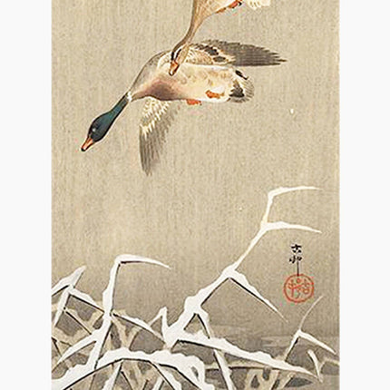 Ohara Koson - Mallards Poster