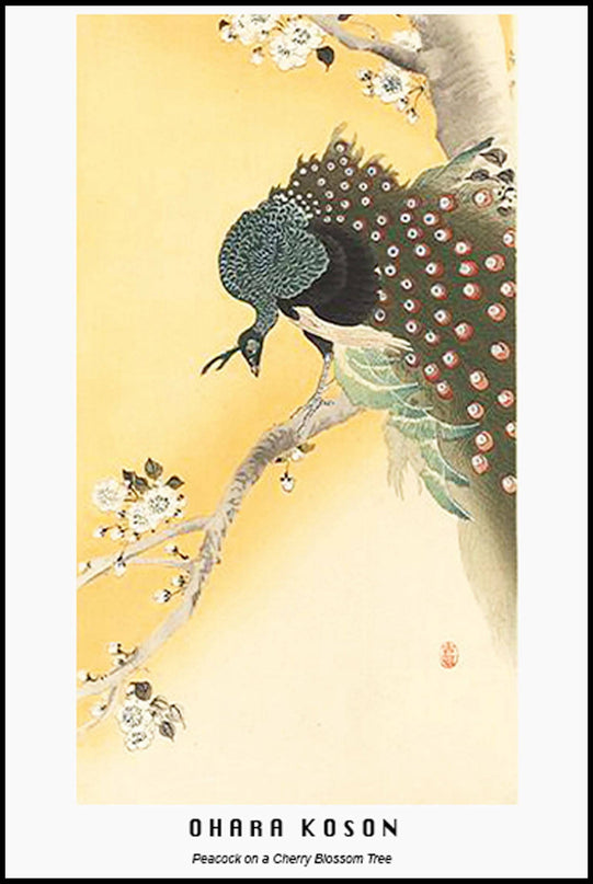 Ohara Koson - Peacock on a Cherry Blossom Tree Poster