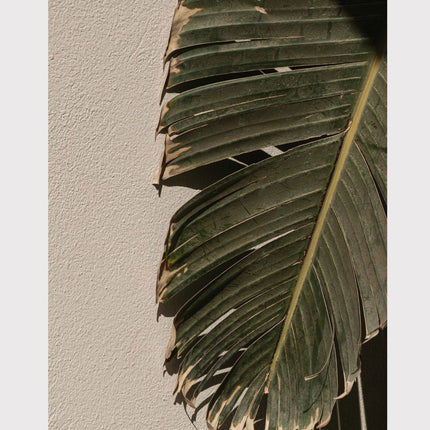 Palm Leaves Poster