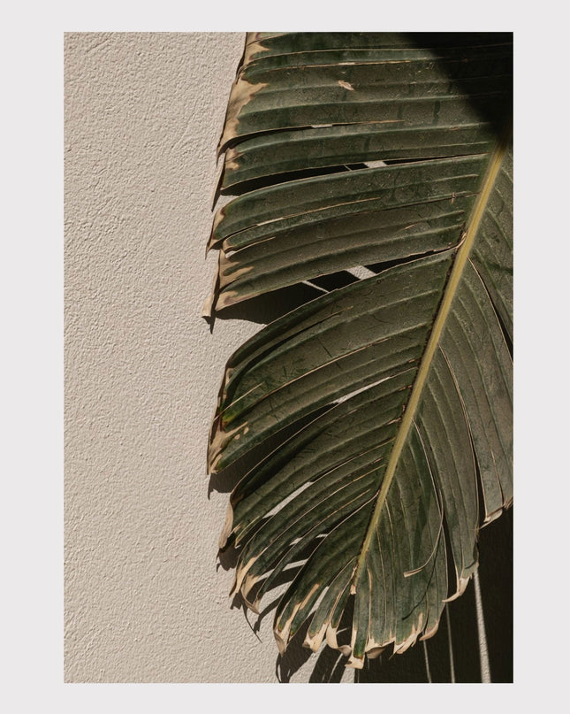 Palm Leaves Poster