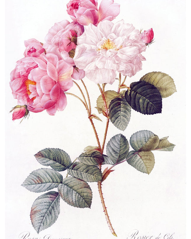 Pierre-Joseph Redouté - Damask Rose