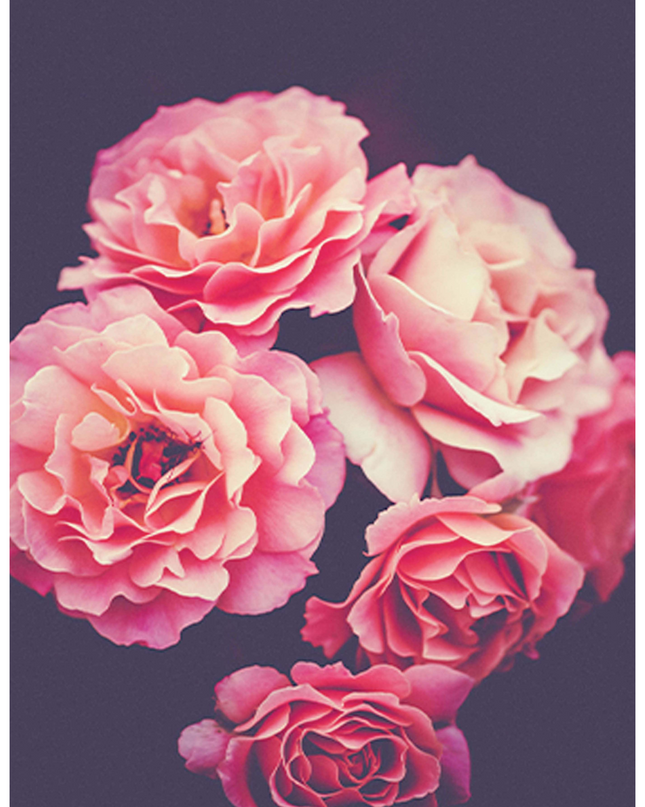 Roses Bouquets Poster
