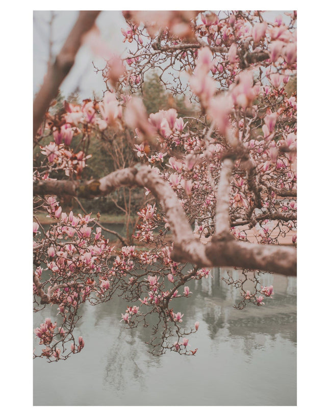 Spring Blossom Poster