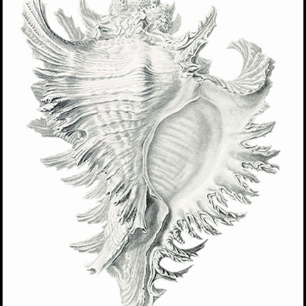 Stone Seashell Poster