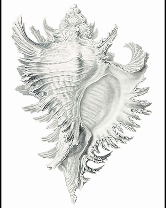 Stone Seashell Poster