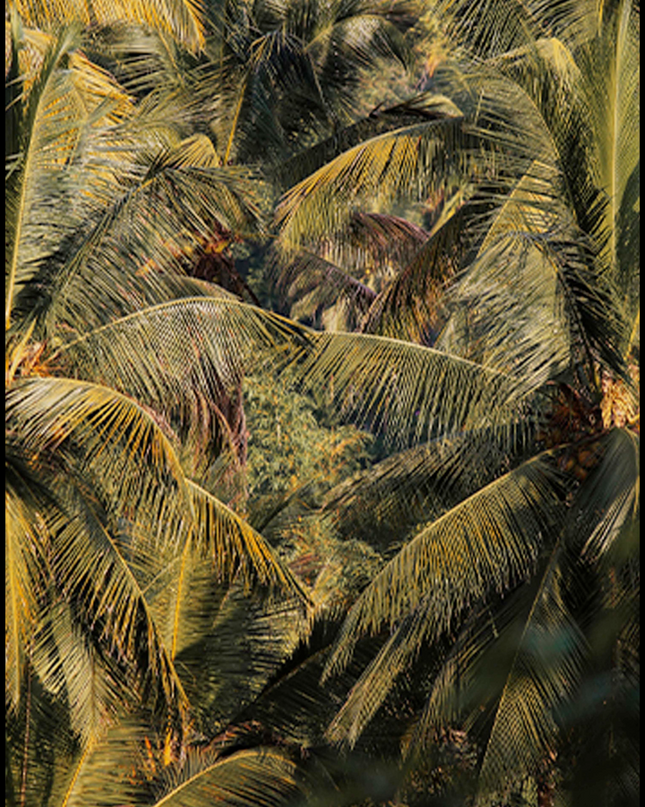 Tropical Feel Poster