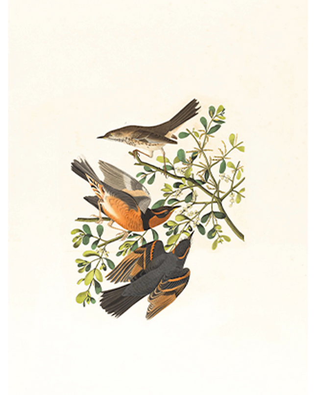 Vintage Birds Poster No2