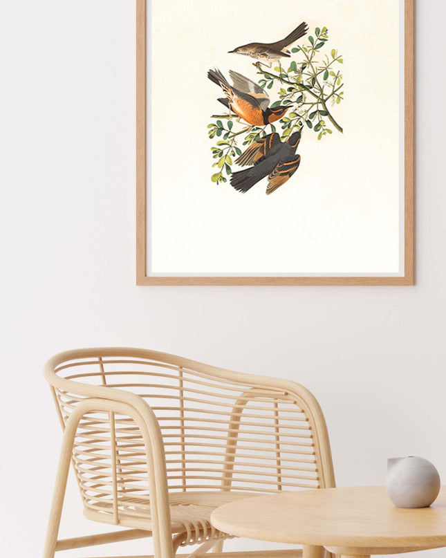 Vintage Birds Poster No2