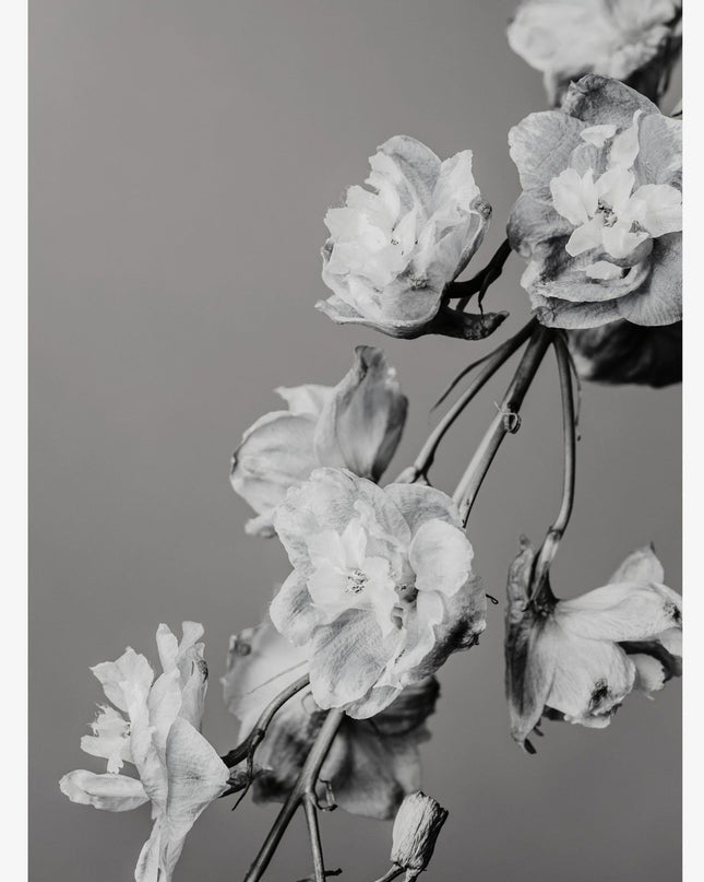 Vintage Black and White Floral Poster