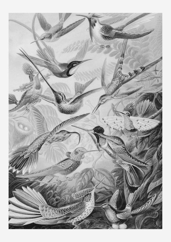 Vintage Flying Birds Poster