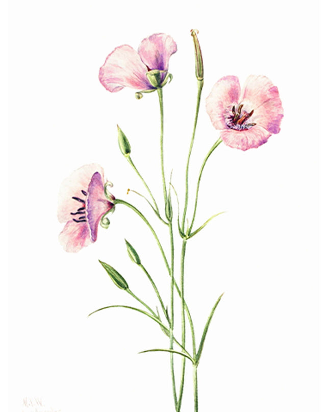 Watercolour Roses Poster
