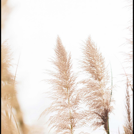 Wheat Beach Poster