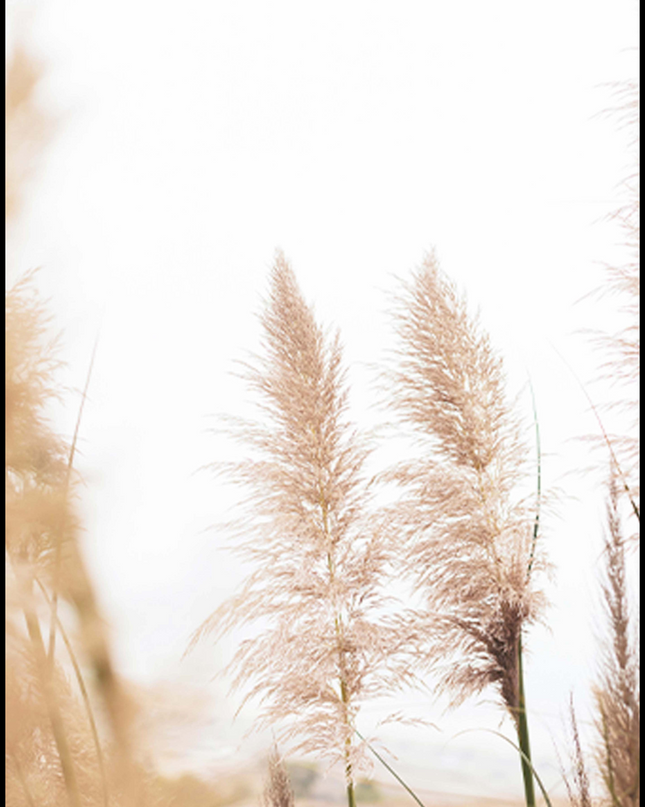Wheat Beach Poster